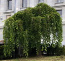 white mulberry
